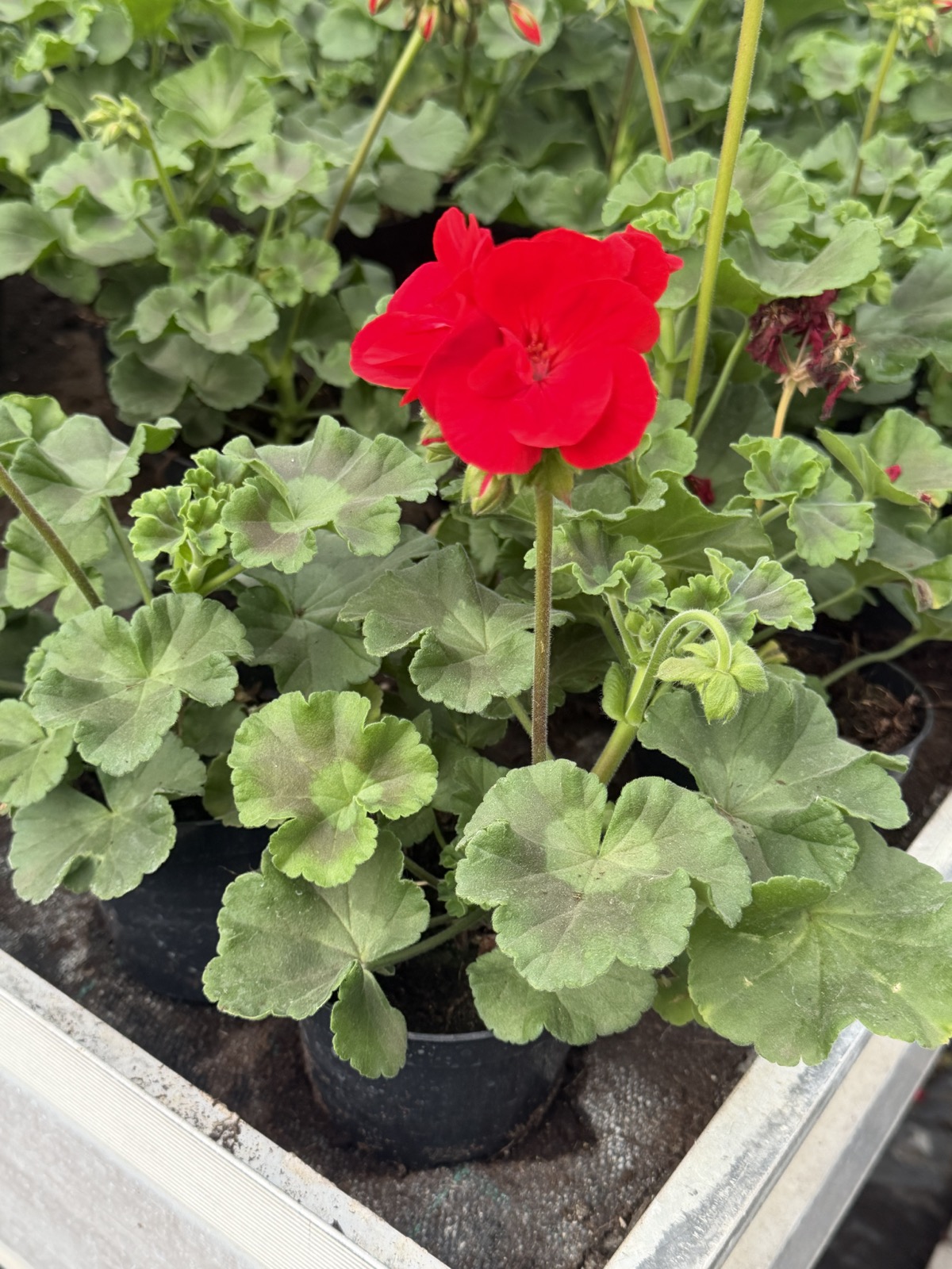 Pelargonia czerwona stojąca pełna - obrazek 2