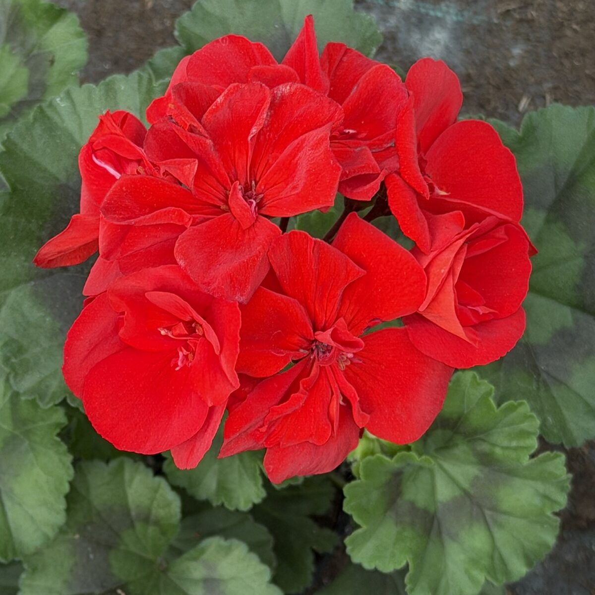 Pelargonia czerwona stojąca pełna - obrazek 1