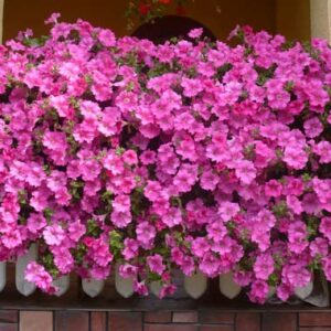 Surfinia 'Conchita Grande Pink' - obrazek 2