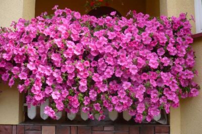 Surfinia 'Conchita Grande Pink'