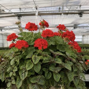 Zestaw: 3x Pelargonia czerwona stojąca + 3x Komarzyca - obrazek 2