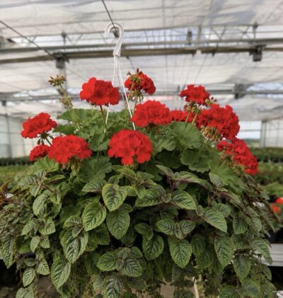 Zestaw: 3x Pelargonia czerwona stojąca + 3x Komarzyca