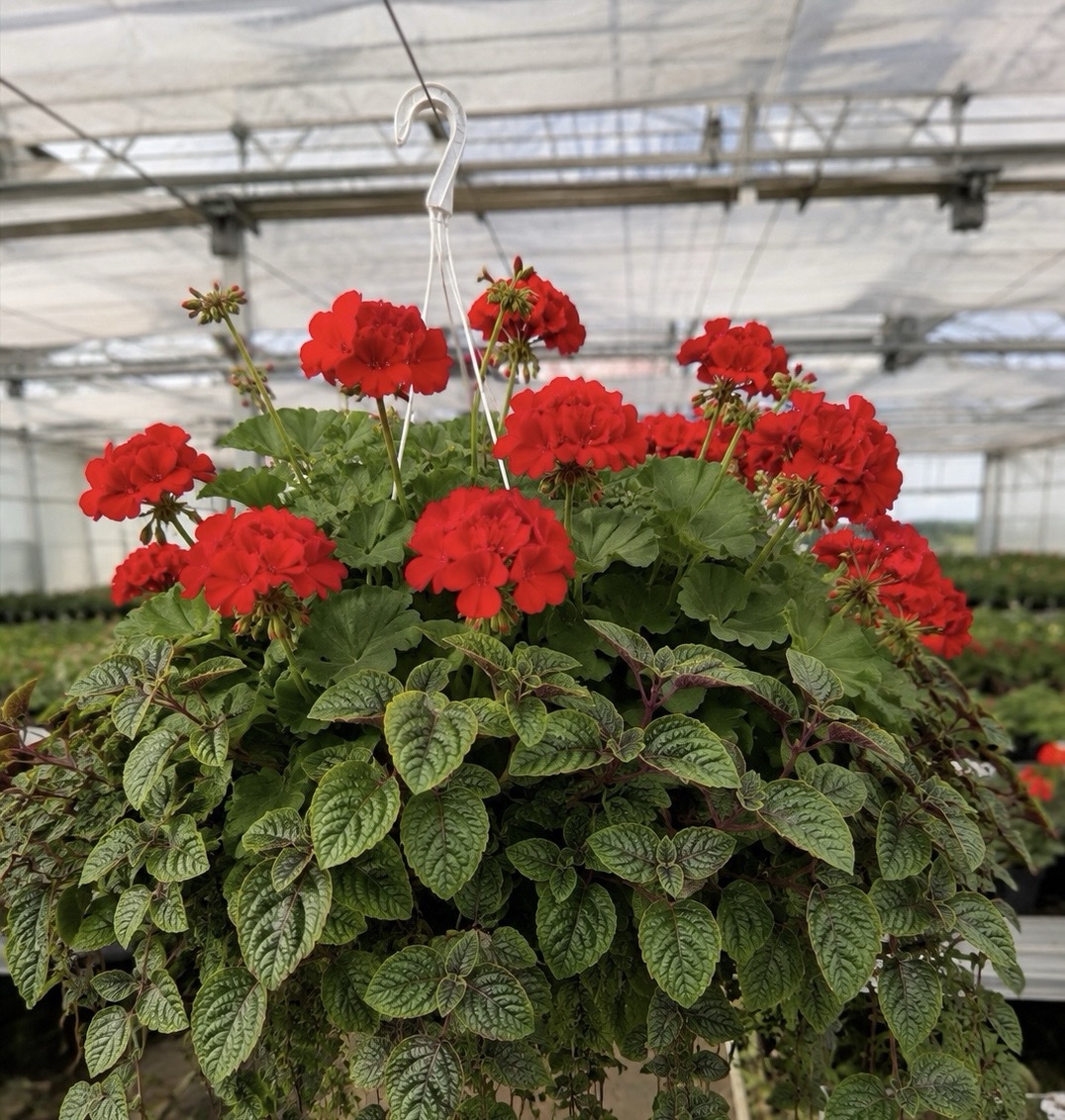 Zestaw: 3x Pelargonia czerwona stojąca + 3x Komarzyca - obrazek 2