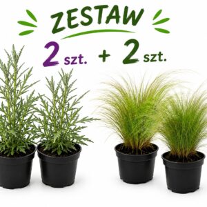 Zestaw: 2x Werbena patagońska + 2x Ostnica „Pony Tails"