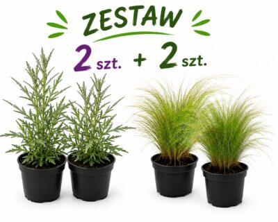 Zestaw: 2x Werbena patagońska + 2x Ostnica „Pony Tails"