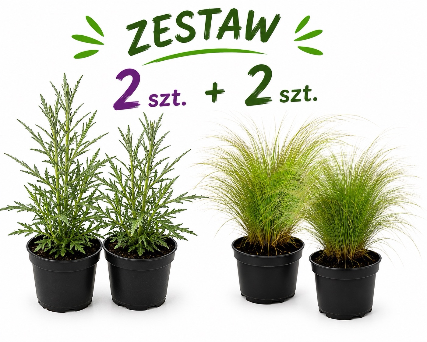 Zestaw: 2x Werbena patagońska + 2x Ostnica „Pony Tails" - obrazek 1