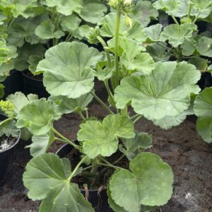 Pelargonia biała stojąca pełna - obrazek 2