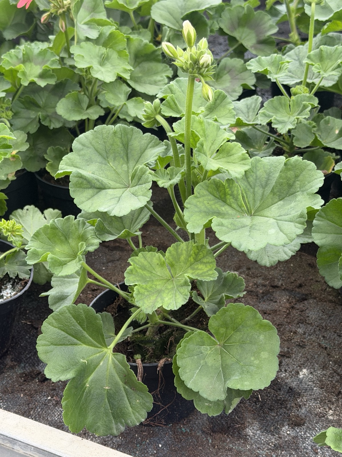Pelargonia biała stojąca pełna - obrazek 2