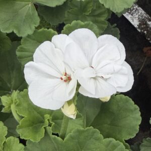 Pelargonia biała stojąca pełna