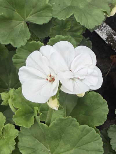 Pelargonia biała stojąca pełna