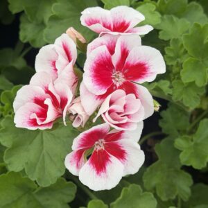 Pelargonia biało różowa stojąca pełna - obrazek 2
