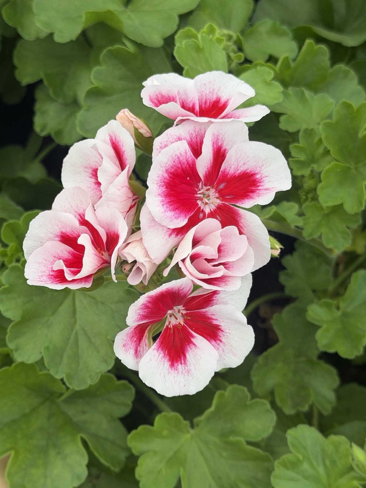 Pelargonia biało różowa stojąca pełna - obrazek 2