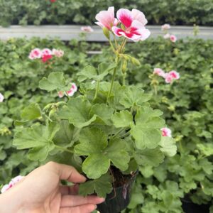 Pelargonia biało różowa stojąca pełna - obrazek 3