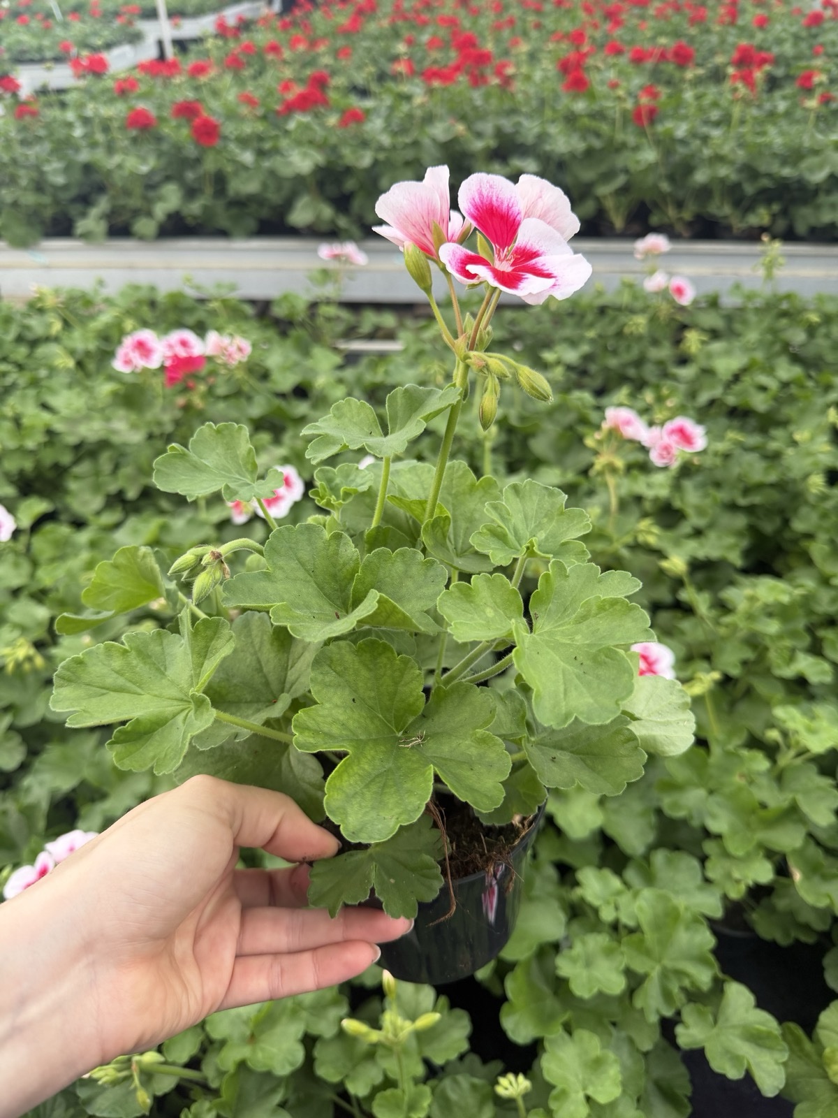 Pelargonia biało różowa stojąca pełna - obrazek 3