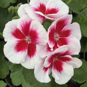 Pelargonia biało różowa stojąca pełna