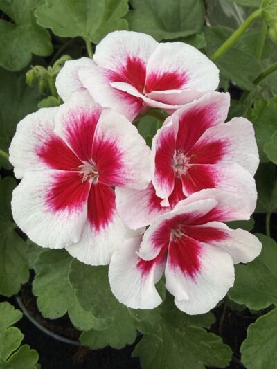 Pelargonia biało różowa stojąca pełna