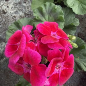 Pelargonia różowa stojąca pełna