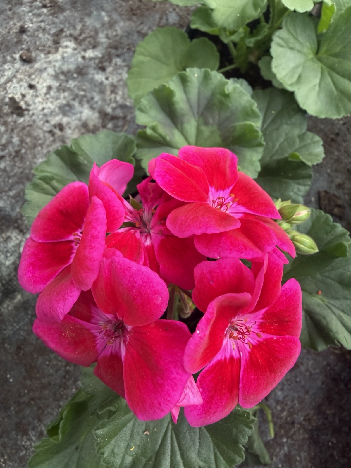 Pelargonia różowa stojąca pełna - obrazek 1
