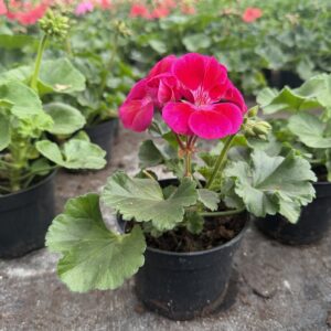 Pelargonia różowa stojąca pełna - obrazek 2