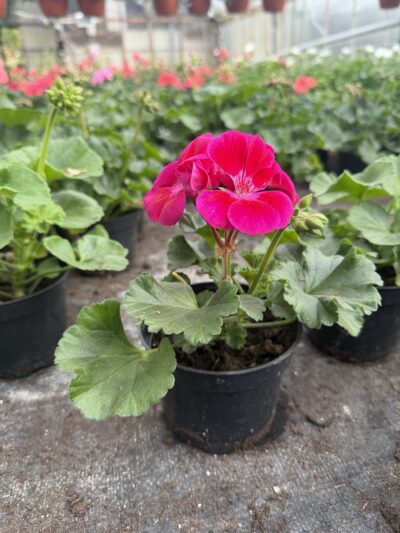 Pelargonia różowa stojąca pełna