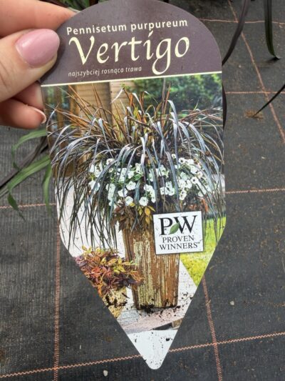 Trawa Vertigo
