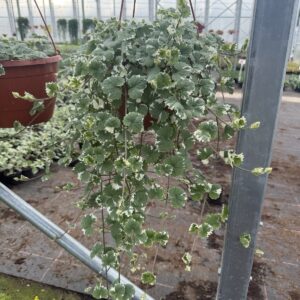 Kurdybanek - Nepeta
