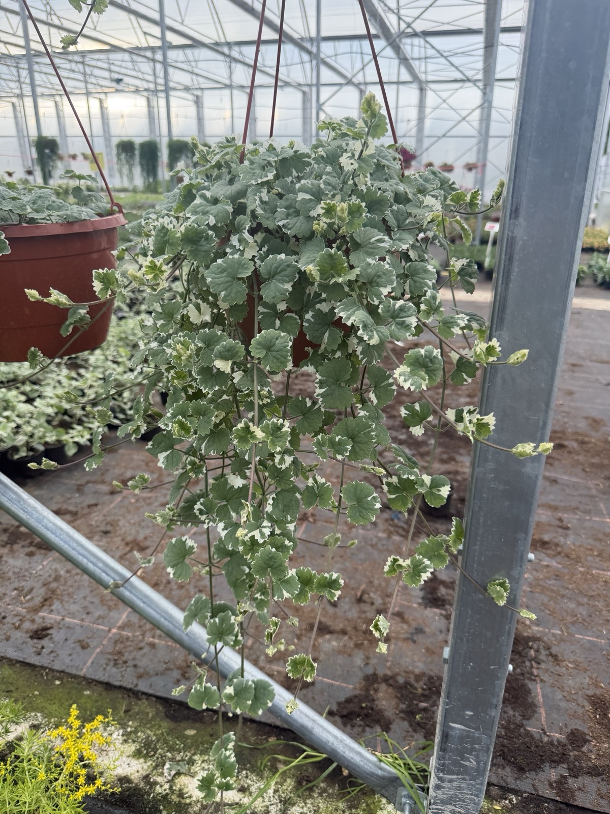 Kurdybanek - Nepeta - obrazek 1