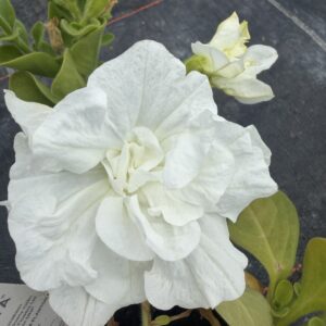 Surfinia – Tumbelina Diana