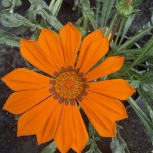 Gazania mix kolorów