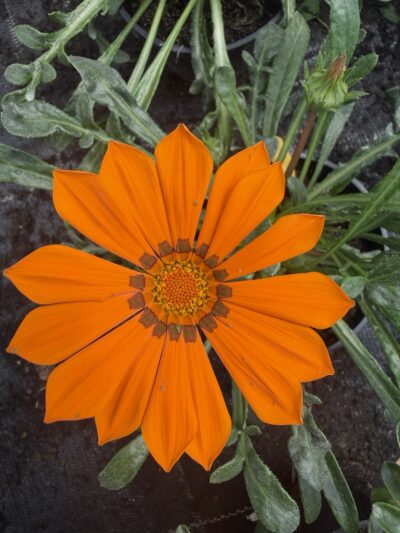 Gazania mix kolorów