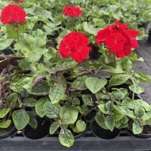 Zestaw: 3x Pelargonia czerwona stojąca + 3x Komarzyca - obrazek 6