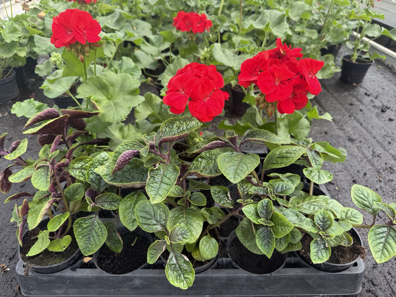 Zestaw: 3x Pelargonia czerwona stojąca + 3x Komarzyca - obrazek 6