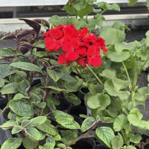Zestaw: 3x Pelargonia czerwona stojąca + 3x Komarzyca - obrazek 5