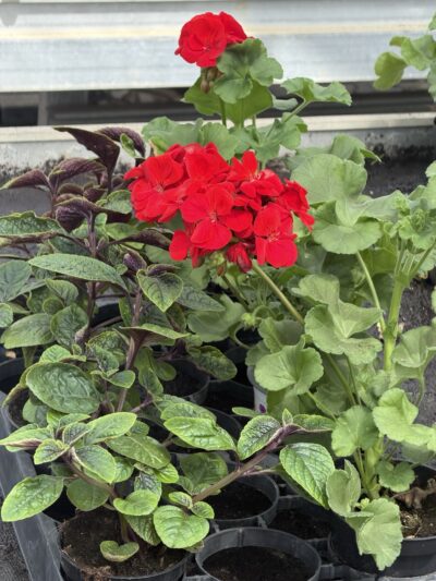 Zestaw: 3x Pelargonia czerwona stojąca + 3x Komarzyca