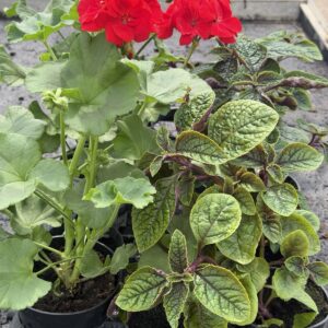 Zestaw: 3x Pelargonia czerwona stojąca + 3x Komarzyca - obrazek 4