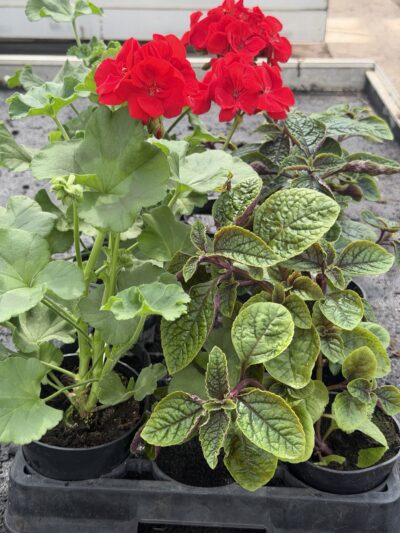 Zestaw: 3x Pelargonia czerwona stojąca + 3x Komarzyca