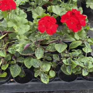 Zestaw: 3x Pelargonia czerwona stojąca + 3x Komarzyca - obrazek 3