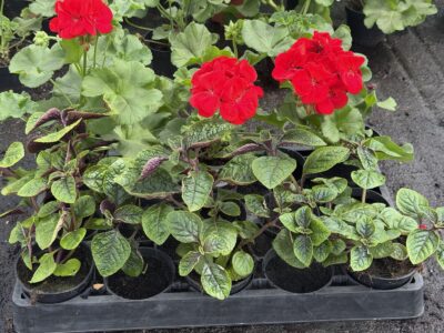 Zestaw: 3x Pelargonia czerwona stojąca + 3x Komarzyca