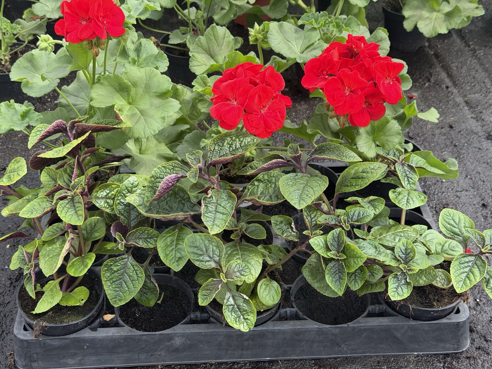 Zestaw: 3x Pelargonia czerwona stojąca + 3x Komarzyca - obrazek 3