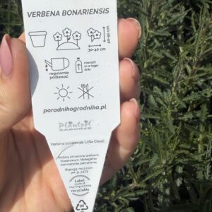 Zestaw: 2x Werbena patagońska + 2x Ostnica „Pony Tails" - obrazek 6