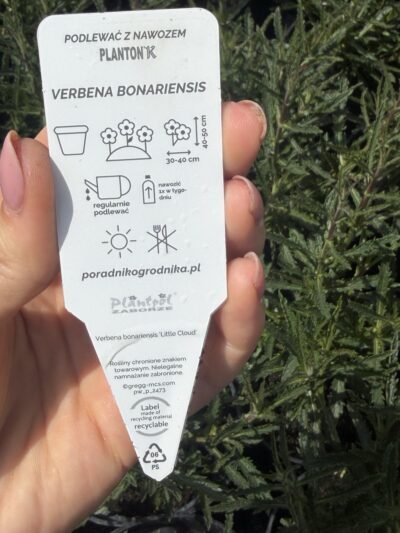 Zestaw: 2x Werbena patagońska + 2x Ostnica „Pony Tails"