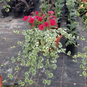 Kurdybanek - Nepeta - obrazek 2