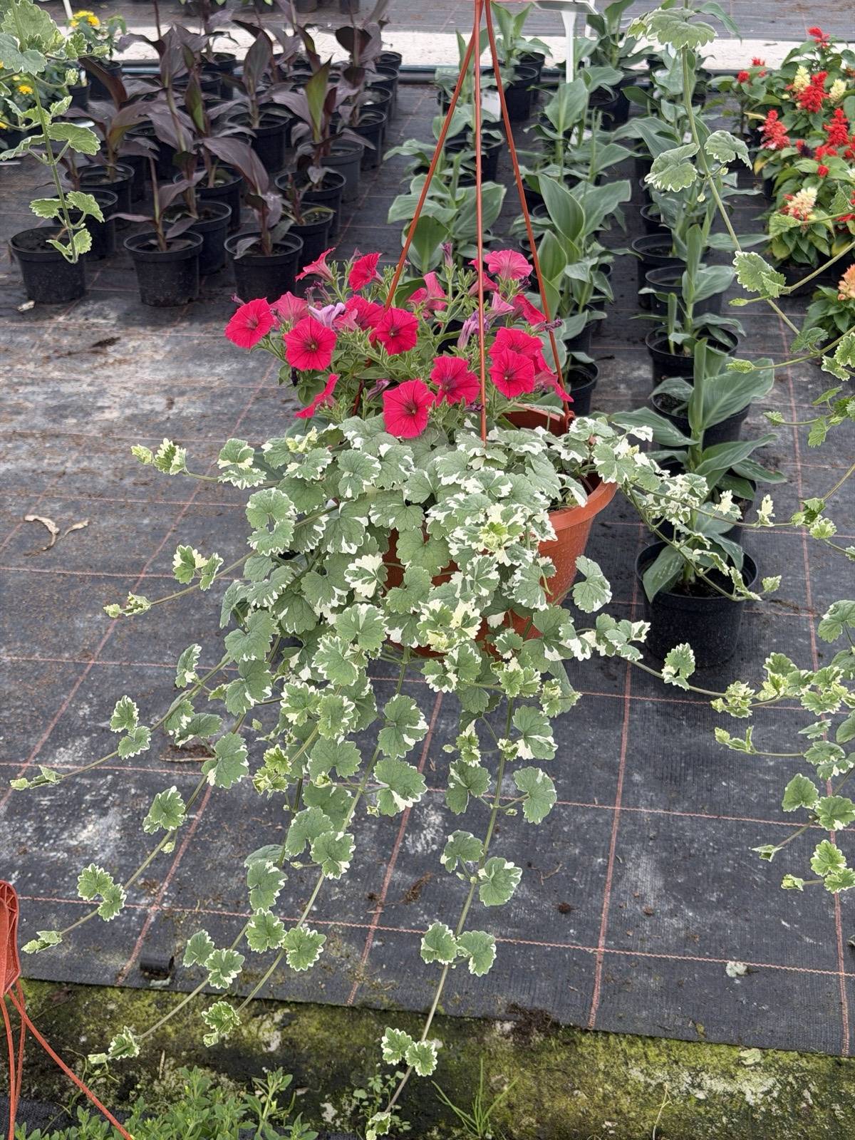 Kurdybanek - Nepeta - obrazek 2